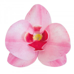 Květy z jedlého papíru - Orchidej /sada 10 kusů