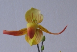 Sada - Slipper orchid